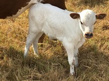 REBA'S BULL