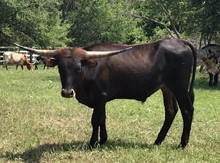TAMMY'S STEER