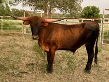 TAMMY'S STEER