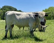 TAMMY'S BULL