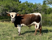 TESSIE'S BULL