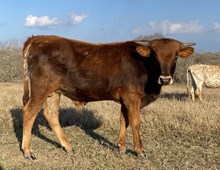PATSY'S BULL