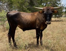 TAMMY'S STEER