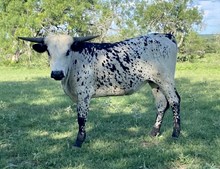 TESSIE'S HEIFER
