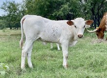 DOLLY'S HEIFER 