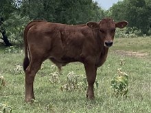 JUICE'S BULL