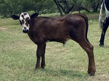 TESSIE'S BULL