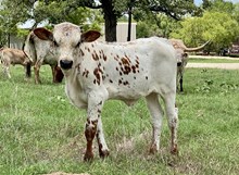 PATSY'S HEIFER