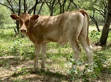 REBA'S HEIFER