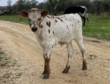 PATSY'S HEIFER