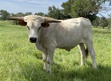 JUICE'S BULL