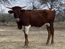 LORETTA'S HEIFER