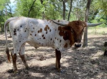 PATSY'S STEER