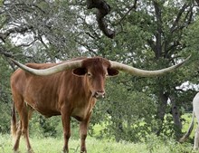 FL RED-HEADED STRANGER