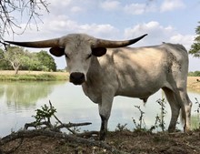 TOP ROSE'S STEER