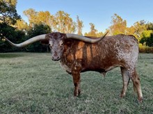 FL ROOSTER QUANTRELL