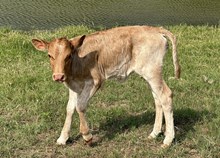 REBA'S HEIFER